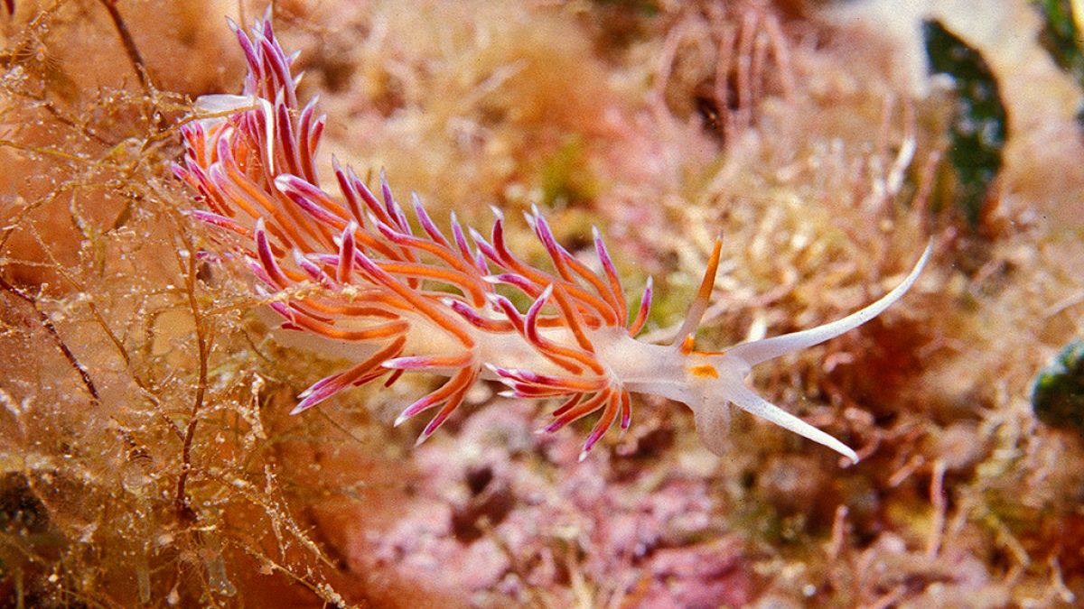 flabellina affinis